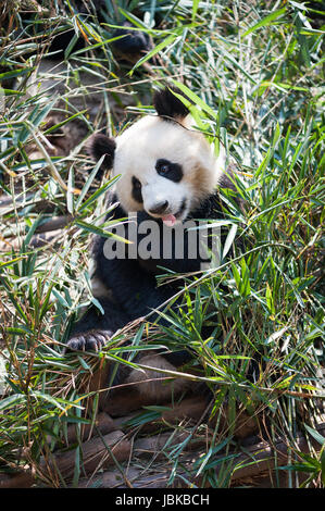 Panda cub in the grass,China Stock Photo - Alamy