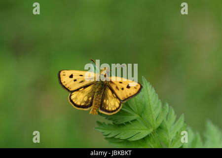 Carterocephalus silvicola, the northern chequered skipper, is a butterfly of the family Hesperiidae Stock Photo