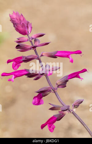 Single flower spike of the hybrid ornamental sage, Salvia 'Love & Wishes' Stock Photo