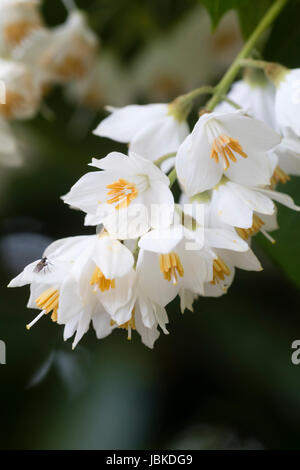 June flowers and foliage of the fragrant snowbell tree, Styrax obassia Stock Photo