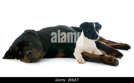 portrait of a purebred rottweiler and puppy jack russel terrier, in front of white background Stock Photo