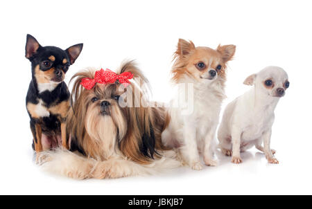 Shih chi hot sale puppies