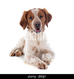 portrait of a brittany spaniel in front of white background Stock Photo