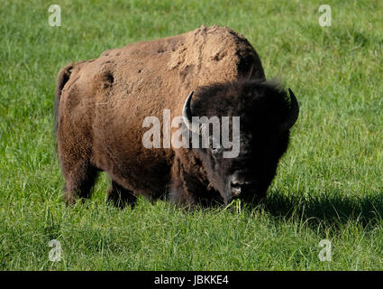Bison grazing in the Lamar valley, Yellowstone National Park, Wyoming, USA Stock Photo