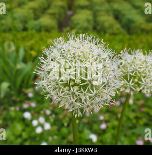 Allium Karataviense ornamental onion flowers aka Ivory Queen Stock Photo