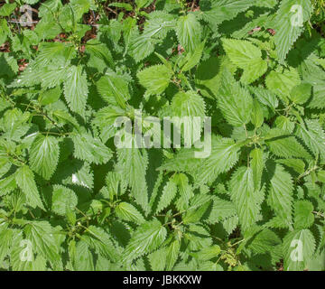 Urtica dioica aka stinging nettle or common nettle herbaceous perennial plant Stock Photo