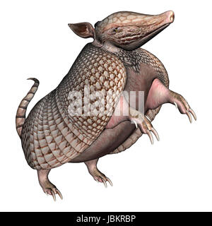 3D digital render of a Armadillos, a New World placental mammal with a leathery armor shell, isolated on white background Stock Photo