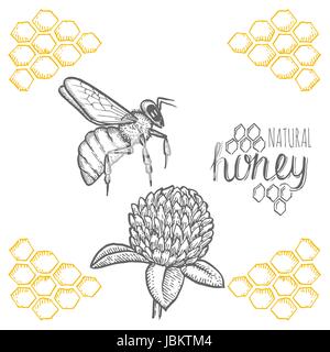 Hand drawn bee and clover over white background Stock Vector
