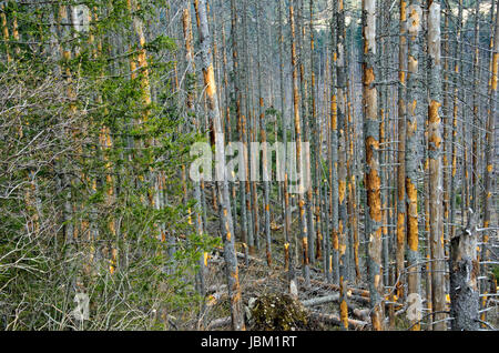 The broken trees after powerful hurricane Stock Photo - Alamy
