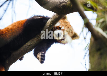 Red panda (Ailurus fulgens, lit. 'shining cat') Stock Photo