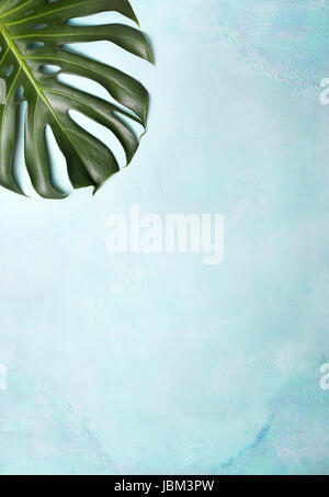 monstera leaf on a blue background concrete. view from above Stock Photo