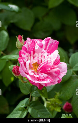 Rosa gallica 'Versicolor'. Rosa mundi shrub rose in an English garden. Stock Photo