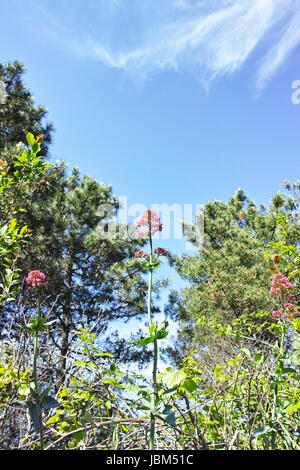 Red valerian shrub in full blossom against sunny sky Stock Photo