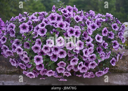 Plenty of pale purple petunias blossoming abundantly in the pot Stock Photo