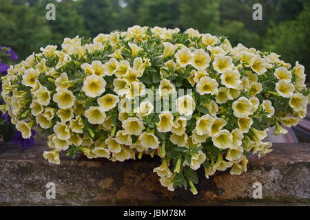 Plenty of yellow petunias blossoming abundantly in the pot Stock Photo