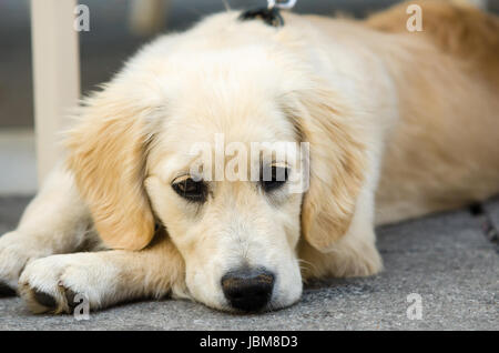 Golden Retriever puppy on floor. Sad dog Stock Photo