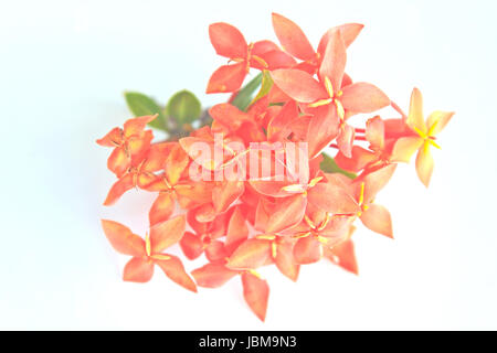 Red Ixora (Coccinea) the Beautiful Flower on background Stock Photo