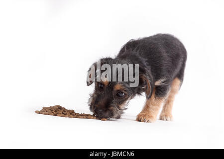 Young Terrier Mix eats dog food on whithe background Stock Photo