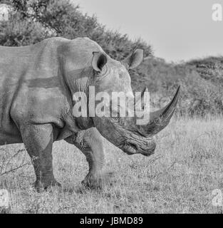 A White Rhino kicks up red earth as he walks through the grassland savannah in the Northern Cape, South Africa Stock Photo