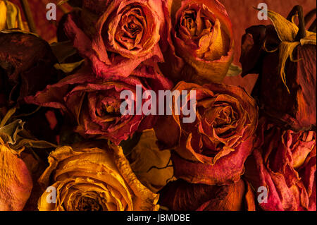 Multicolored roses wilting in warm window light Stock Photo