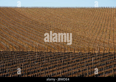 Vineyards with young vines Stock Photo
