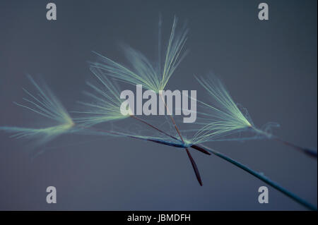 Dandelion seeds on a stem with patterns Stock Photo