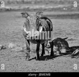 Closeup of a lone Warthog in Southern Africa Stock Photo