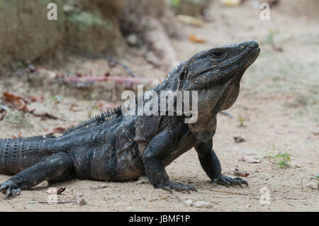 iguana in chichen itza Stock Photo