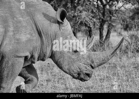 Adult White Rhino in Southern African savanna Stock Photo