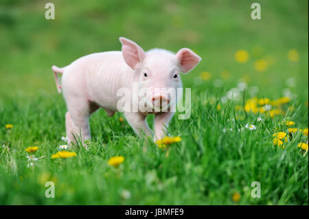Young funny pig on a spring green grass Stock Photo