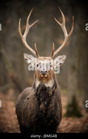 Close Deer in the natural environment in the autumn Stock Photo