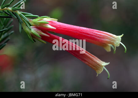 macro shot,two large tubular flowers of South African Erica Versicolor Stock Photo