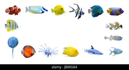 Great collection of a tropical fish on a white background Stock Photo