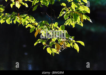 green two autumn leaves with blurred dark background Stock Photo