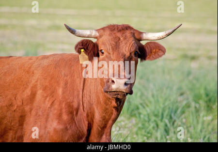 Herd of cows in the vicinity of the Sierra de Alor, Badajoz, Spain Stock Photo