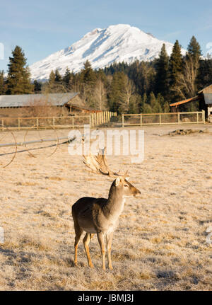 A young male Elk Buck stays close to engage with photographer Stock Photo