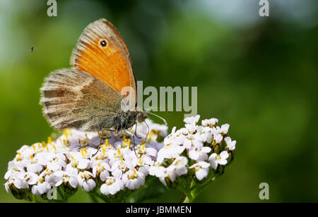 short dots Stock Photo