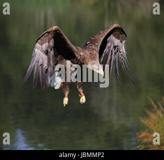 White-tailed Sea Eagle coming in to land Stock Photo