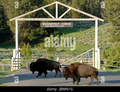 Male Bison Walking In Yellowstone National Park Wyoming Usa