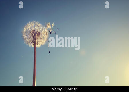 Dandelion silhouette against sunset with seeds blowing in the wind Stock Photo