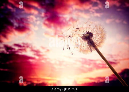 Dandelion silhouette against sunset with seeds blowing in the wind Stock Photo