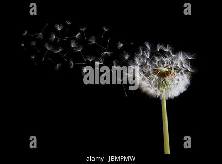 Dandelion spreading its seed in the blowing wind on black background Stock Photo
