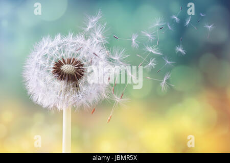 Dandelion seeds in the sunlight blowing away across a fresh green morning background Stock Photo