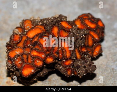 Ascomycota. Ascomycetes. Scutellinia sp. The group of Ascomycetes grows on the ground. Stock Photo