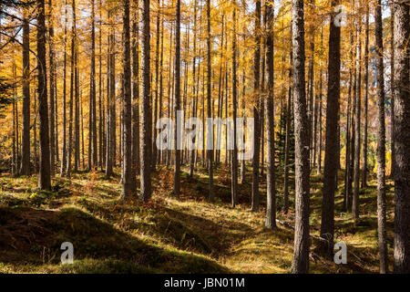 A dense forest with autumn colours in Triglav National Park in Slovenia Stock Photo