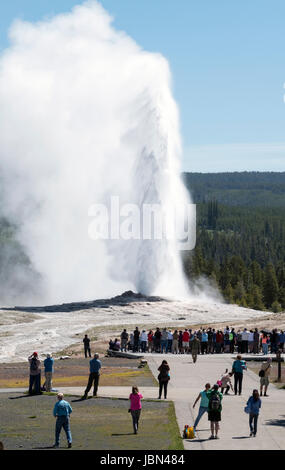 Vistors watch the Old faithful geyser erupt in Yellowstone national park, Wyoming, USA. Stock Photo