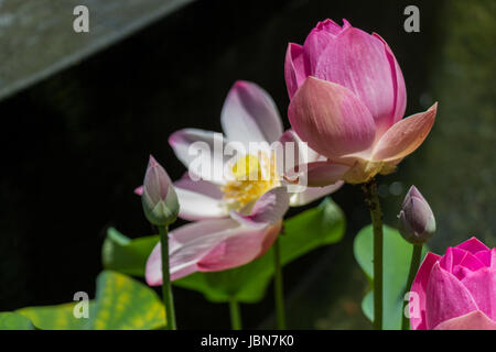 Schöne Seerosenblüte Wasserlilie in einem Seerosenteich als Nahaufnahme Stock Photo