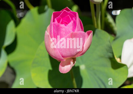 Schöne Seerosenblüte Wasserlilie in einem Seerosenteich als Nahaufnahme Stock Photo