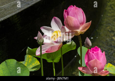 Schöne Seerosenblüte Wasserlilie in einem Seerosenteich als Nahaufnahme Stock Photo