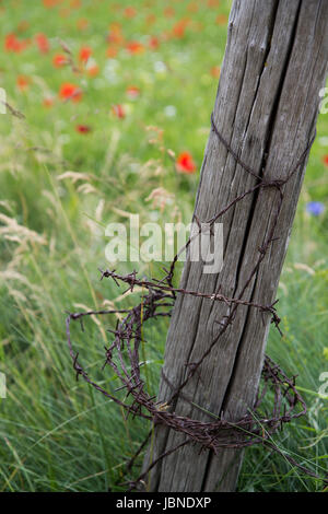 The Fencepost- red poppy blossoms and buds accent this green meadow. A single fence post wrapped in sharp barbed wire stands alone amidst the  field. Stock Photo